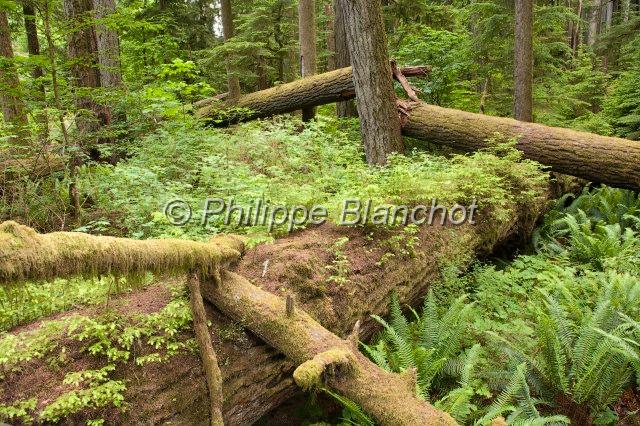 canada colombie britannique 31.JPG - Forêt primaire, Cathedral Grove près de Port Alberni, MacMillan Provincial Park, Ile de Vancouver, Colombie-Britannique, Canada